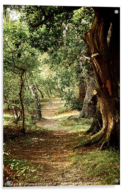 Woodland path Acrylic by Francesca Shearcroft