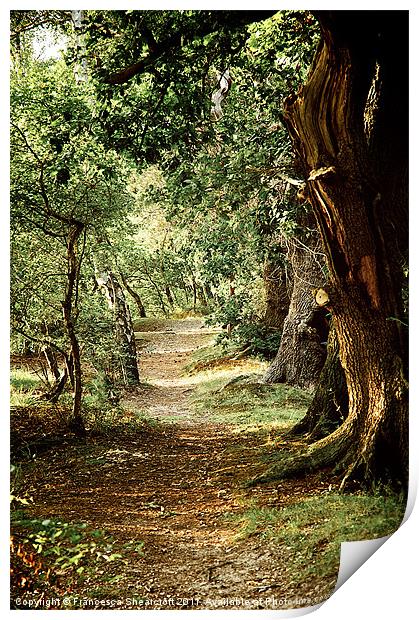 Woodland path Print by Francesca Shearcroft