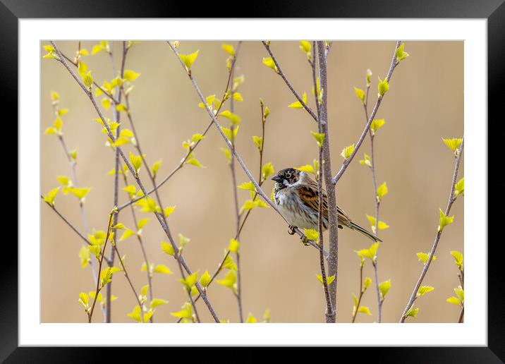 Reed bunting (Emberiza schoeniclus) Framed Mounted Print by chris smith