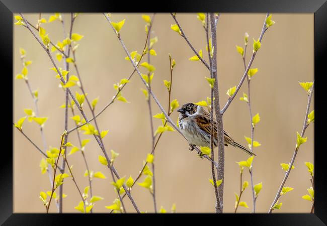 Reed bunting (Emberiza schoeniclus) Framed Print by chris smith