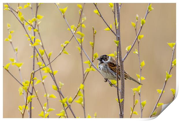 Reed bunting (Emberiza schoeniclus) Print by chris smith