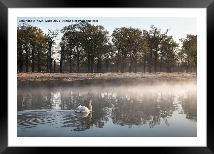 Swan on misty pond Framed Mounted Print by Kevin White