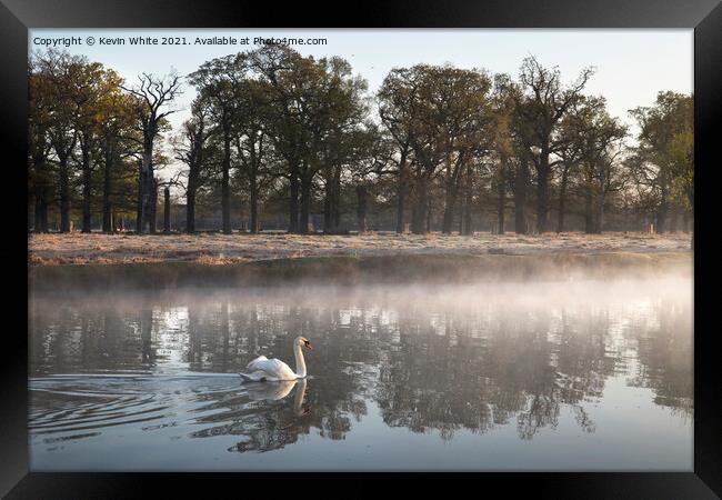 Swan on misty pond Framed Print by Kevin White