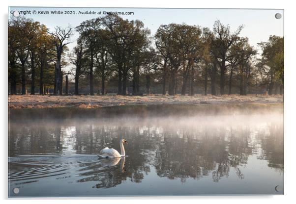Swan on misty pond Acrylic by Kevin White