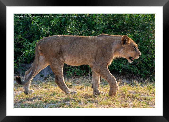 Young male African lion Botswana Framed Mounted Print by Angus McComiskey
