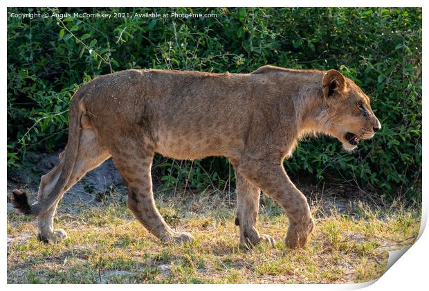 Young male African lion Botswana Print by Angus McComiskey