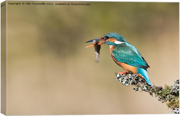 female kingfisher Canvas Print by Alan Tunnicliffe