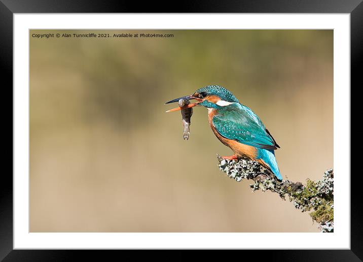 female kingfisher Framed Mounted Print by Alan Tunnicliffe