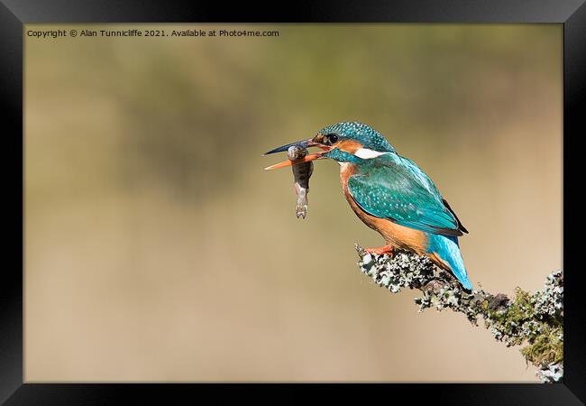 female kingfisher Framed Print by Alan Tunnicliffe