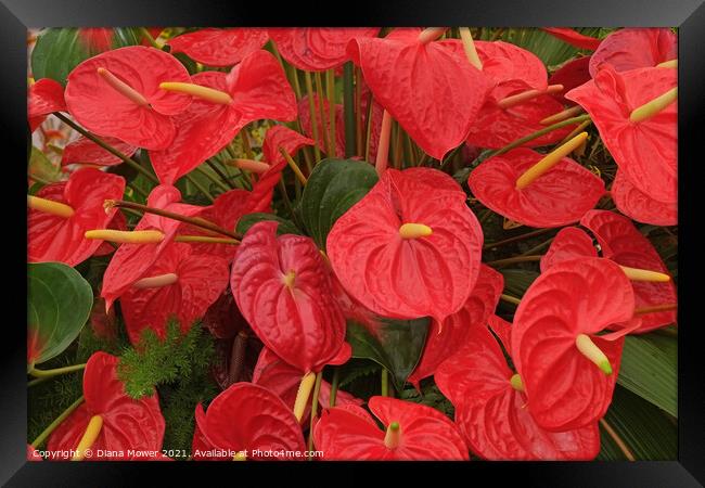 Red Anthurium Madeira Portugal  Framed Print by Diana Mower