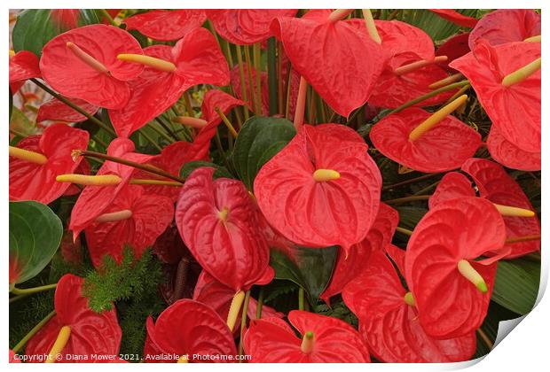 Red Anthurium Madeira Portugal  Print by Diana Mower