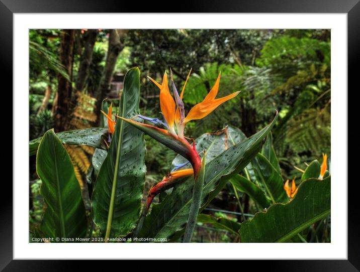 Bird of Paradise flowers Madeira  Framed Mounted Print by Diana Mower