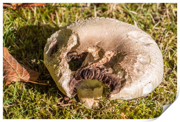 Field mushroom in grass Print by aurélie le moigne