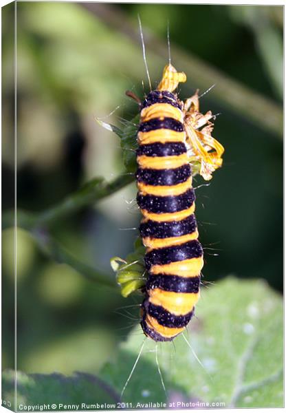 Cinnabar moth caterpillar Canvas Print by Elouera Photography