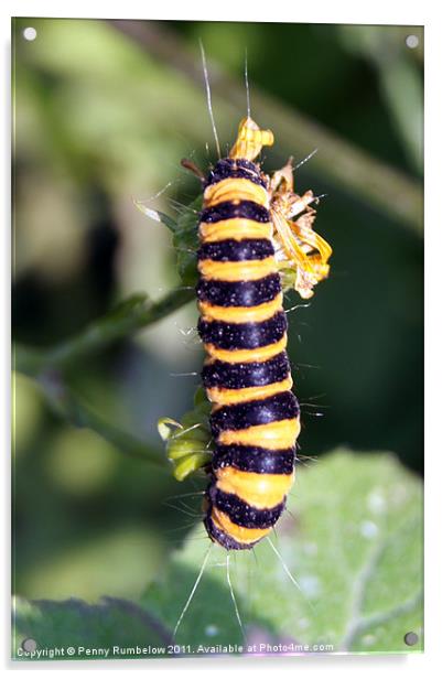 Cinnabar moth caterpillar Acrylic by Elouera Photography