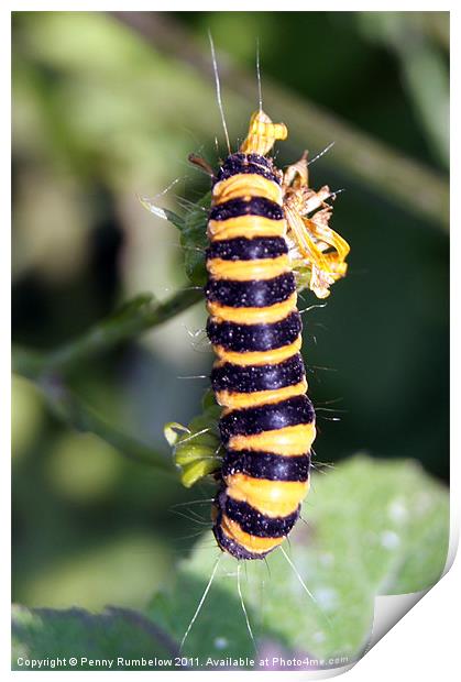 Cinnabar moth caterpillar Print by Elouera Photography