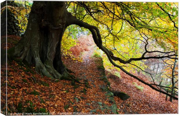 Autumn Trees by Ullswater Canvas Print by Mark Sunderland