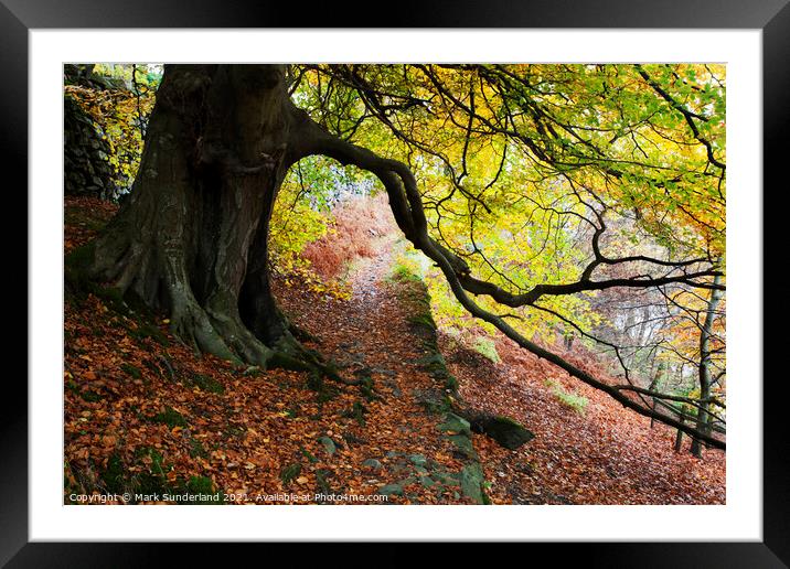 Autumn Trees by Ullswater Framed Mounted Print by Mark Sunderland