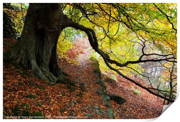 Autumn Trees by Ullswater Print by Mark Sunderland