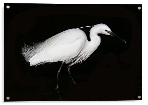 Little Egret. Acrylic by Angela Aird