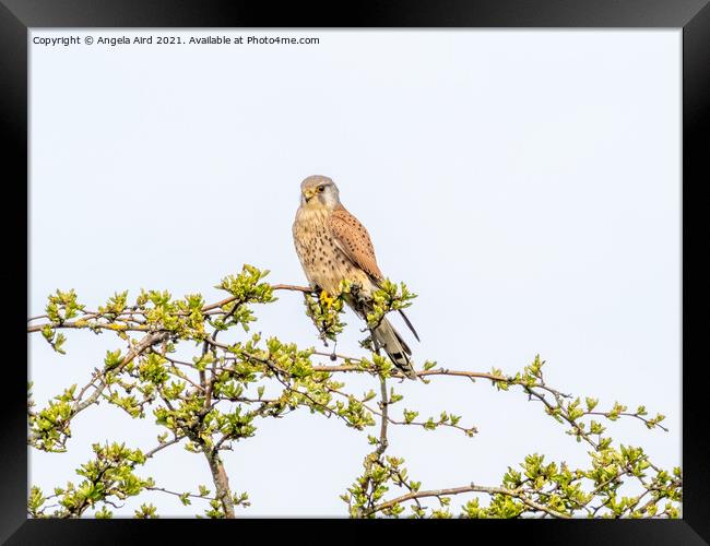 Kestrel. Framed Print by Angela Aird