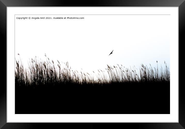 Reed Beds. Framed Mounted Print by Angela Aird