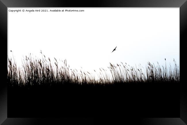 Reed Beds. Framed Print by Angela Aird