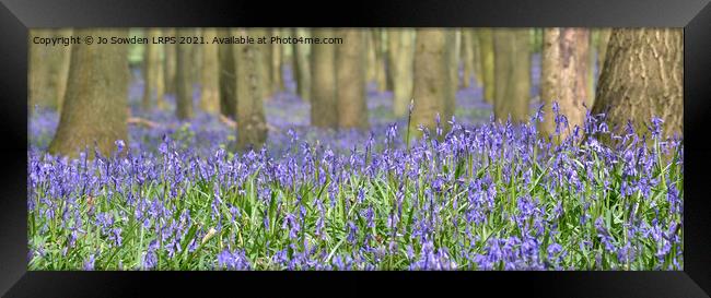 Bluebells in the forest Framed Print by Jo Sowden