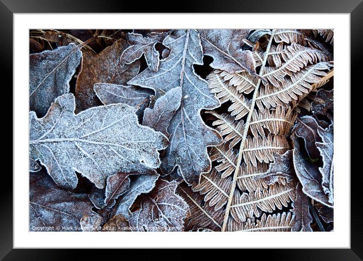 Frosty Leaves in Old Spring Wood near Summerbridge Framed Mounted Print by Mark Sunderland