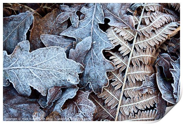 Frosty Leaves in Old Spring Wood near Summerbridge Print by Mark Sunderland