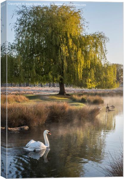 Swans of Bushy Park Canvas Print by Kevin White