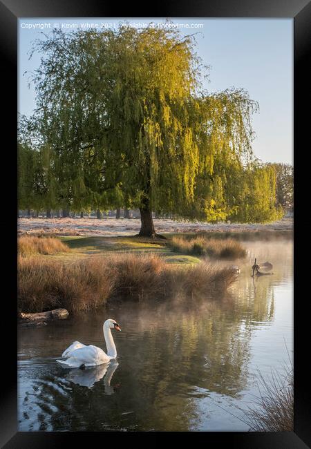 Swans of Bushy Park Framed Print by Kevin White