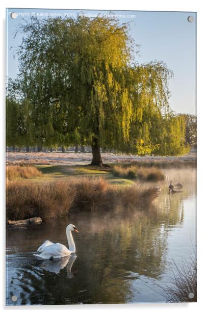 Swans of Bushy Park Acrylic by Kevin White