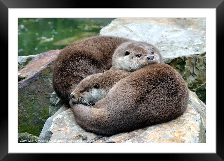 Two otter cutties in love Framed Mounted Print by Paulina Sator