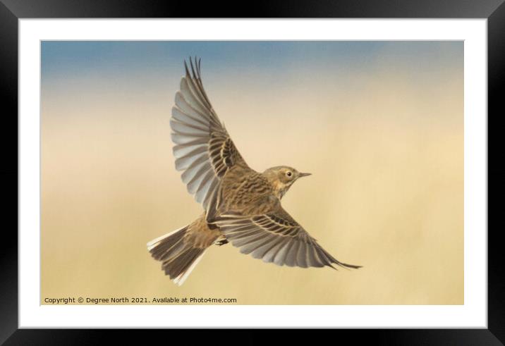 bird in flight Framed Mounted Print by Degree North