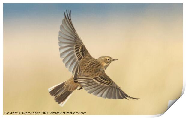 bird in flight Print by Degree North