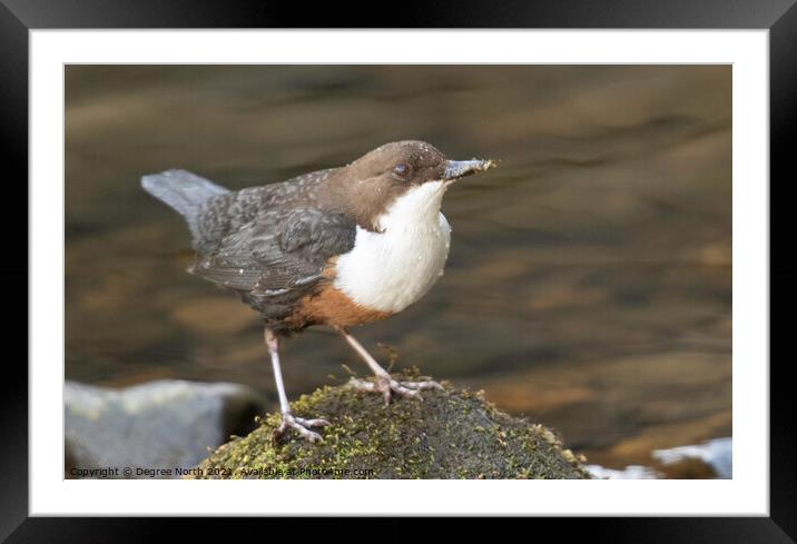 Dipper on the water Framed Mounted Print by Degree North