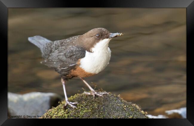 Dipper on the water Framed Print by Degree North