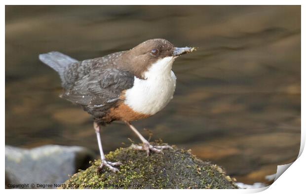 Dipper on the water Print by Degree North