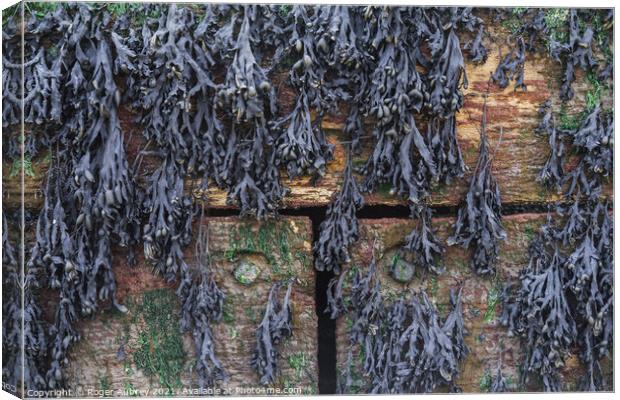 Hanging Seaweed on Wooden Sea break Canvas Print by Roger Aubrey