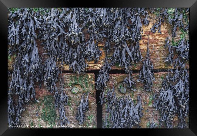 Hanging Seaweed on Wooden Sea break Framed Print by Roger Aubrey