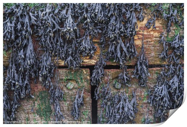 Hanging Seaweed on Wooden Sea break Print by Roger Aubrey