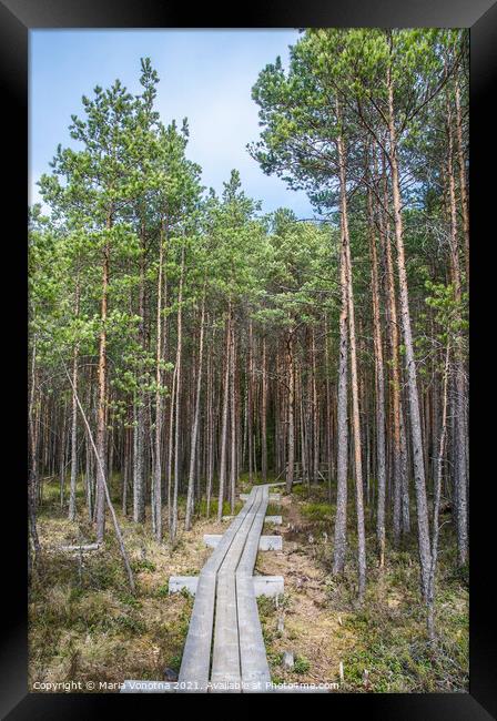 Wooden trail in forest Framed Print by Maria Vonotna