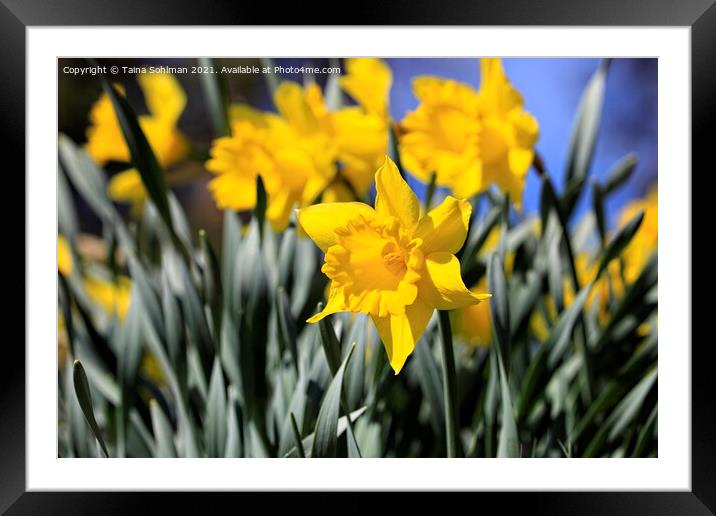 Yellow Tenby Daffodils in Flower Framed Mounted Print by Taina Sohlman