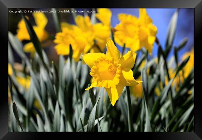 Yellow Tenby Daffodils in Flower Framed Print by Taina Sohlman