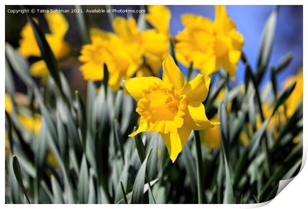 Yellow Tenby Daffodils in Flower Print by Taina Sohlman