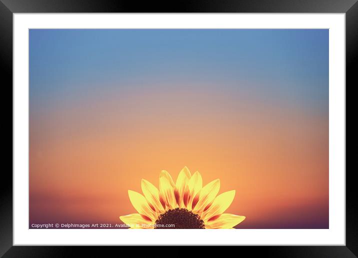 Sunflower surreal minimal sunset Framed Mounted Print by Delphimages Art