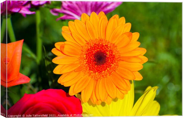 gerbera daisy flower looking vibrant in the sunshi Canvas Print by Julie Tattersfield