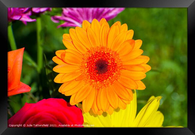 gerbera daisy flower looking vibrant in the sunshi Framed Print by Julie Tattersfield