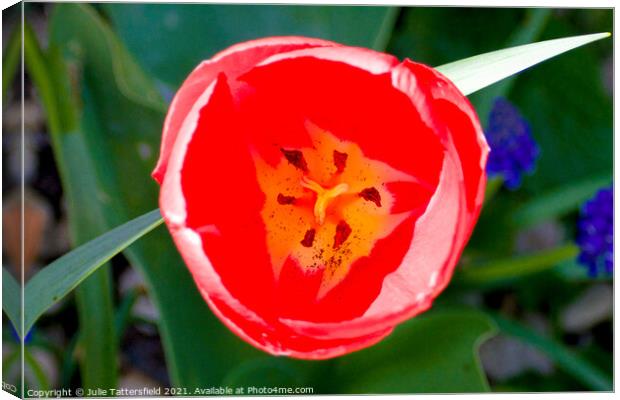 Tulip opening in the sunshine Canvas Print by Julie Tattersfield